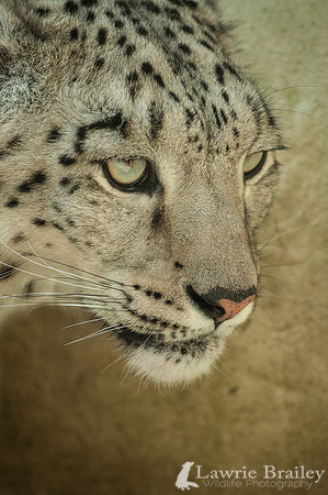 A New Face