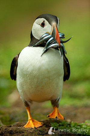 Fresh Catch