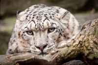 I See You