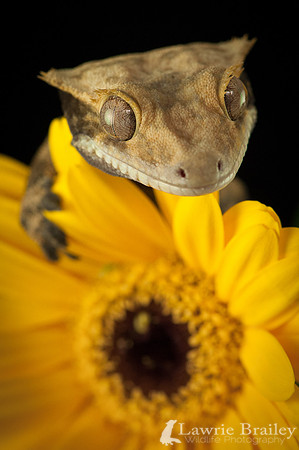 Peeking Over