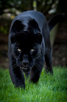 Sheer Majesty