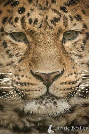 Up Close