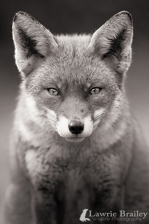 Eye to Eye